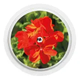 2x Blume Rot