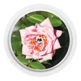 2x Rose