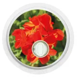 2x Blume Rot
